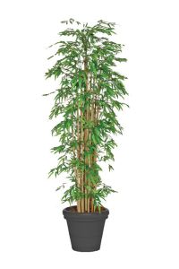 Bamboeplant 2m
